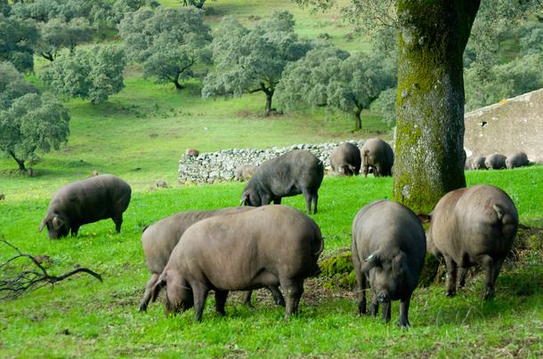 Đồng cỏ nuôi heo Iberico