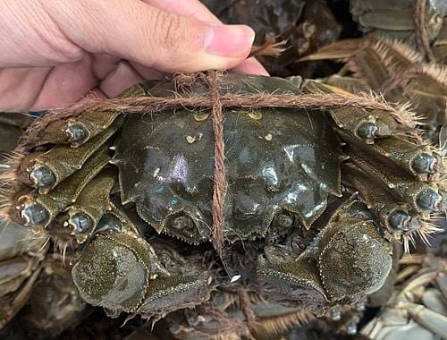 đóng gói vận chuyển cua lông từ Thượng Hải về Việt Nam