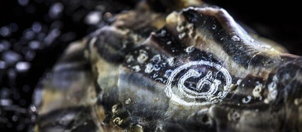 Hàu Gillardeau Au Gourmet