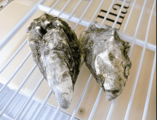 Hàu tươi kết hợp champagne mùa lễ hội