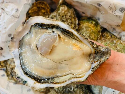 Kiểm soát chất lượng hàu Gillardeau nhập khẩu