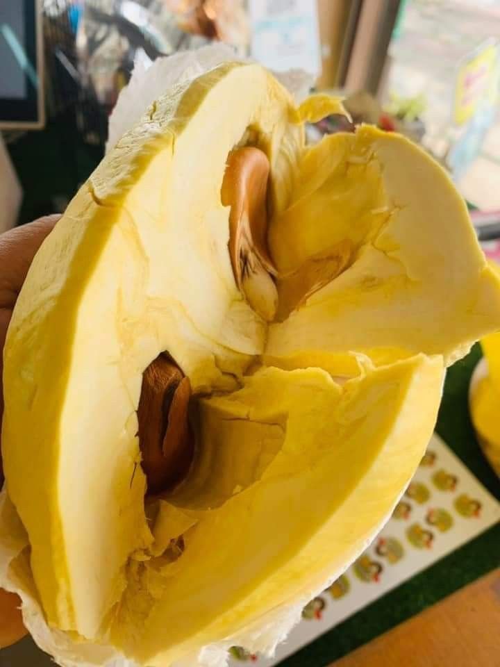 Sầu riêng hạt lép