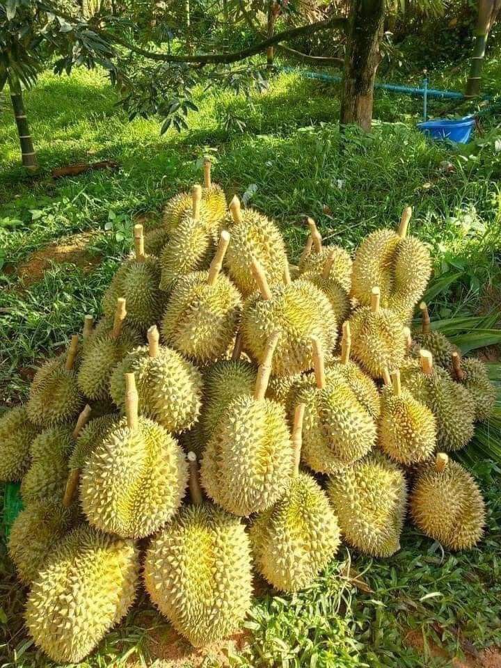 Sầu riêng Malaysia
