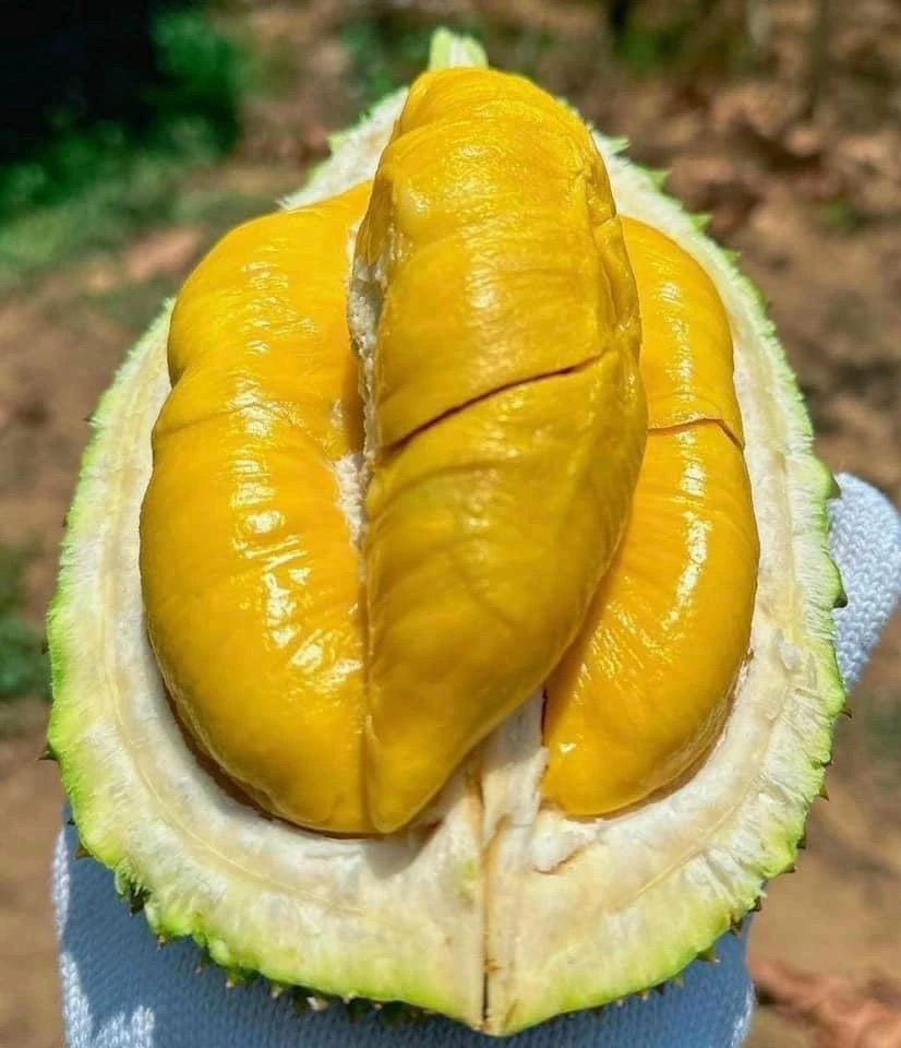 Sầu riêng Musang King