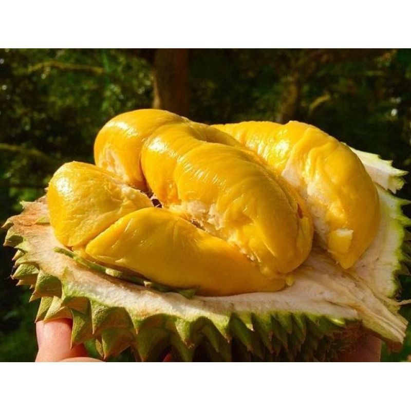Sầu riêng Musang King Au Gourmet chính hãng