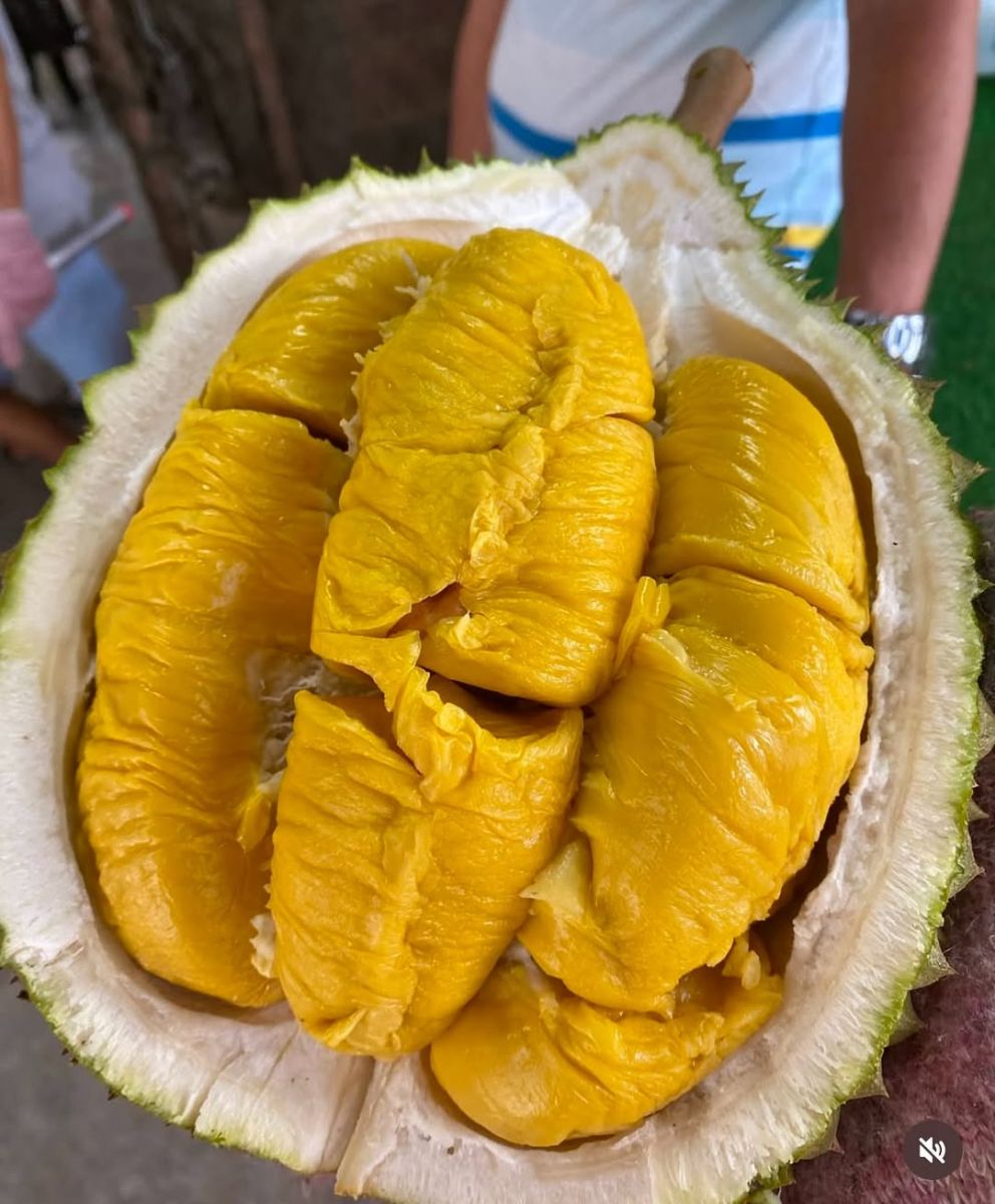 Sầu riêng Musang King chính gốc Malaysia