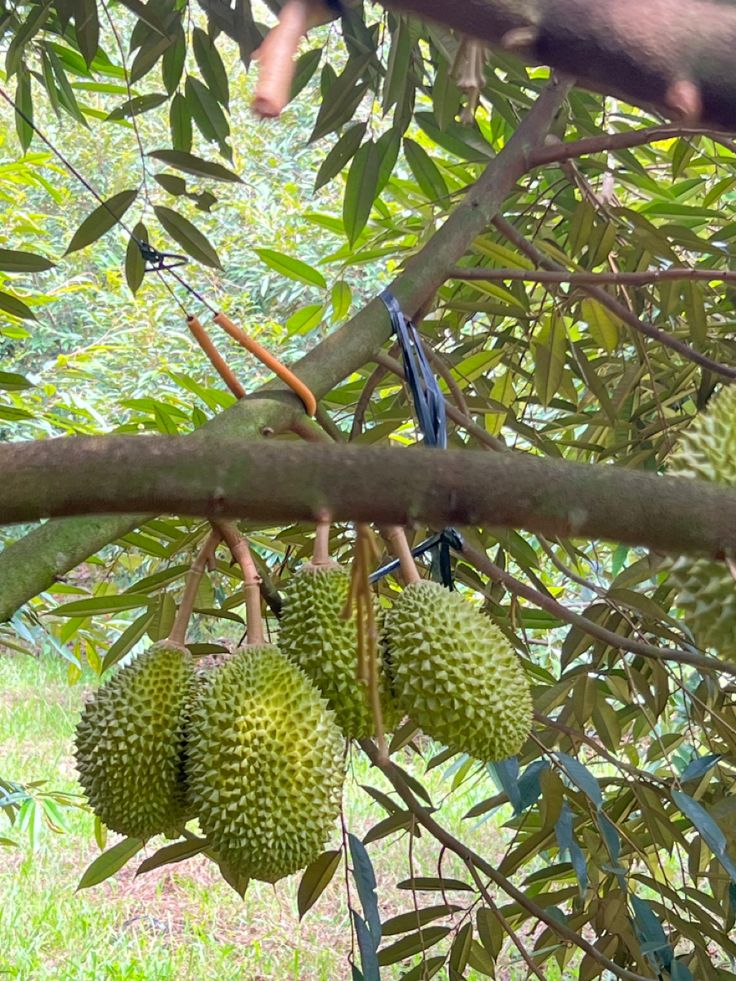 Sầu riêng Musang King chính hãng Au Gourmet