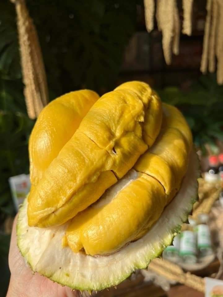 Sầu riêng Musang King cơm vàng giao tận nơi