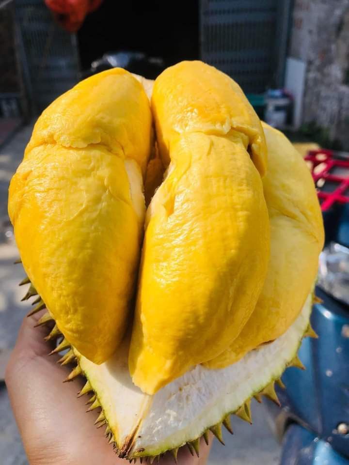 Sầu riêng Musang King giá bao nhiêu