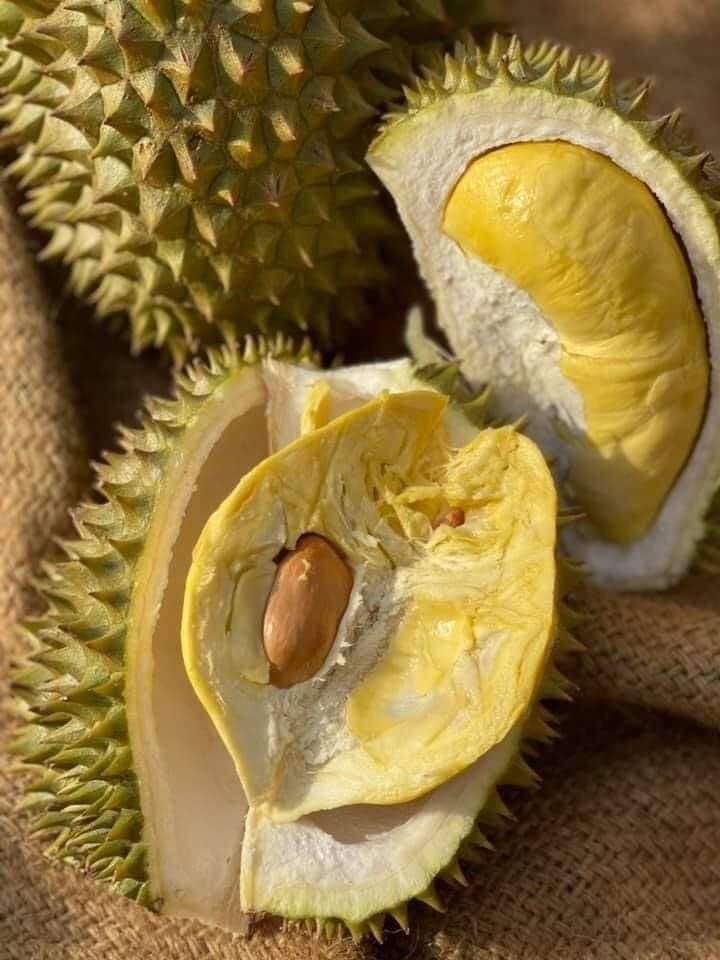 Sầu riêng Musang King Malaysia chính gốc