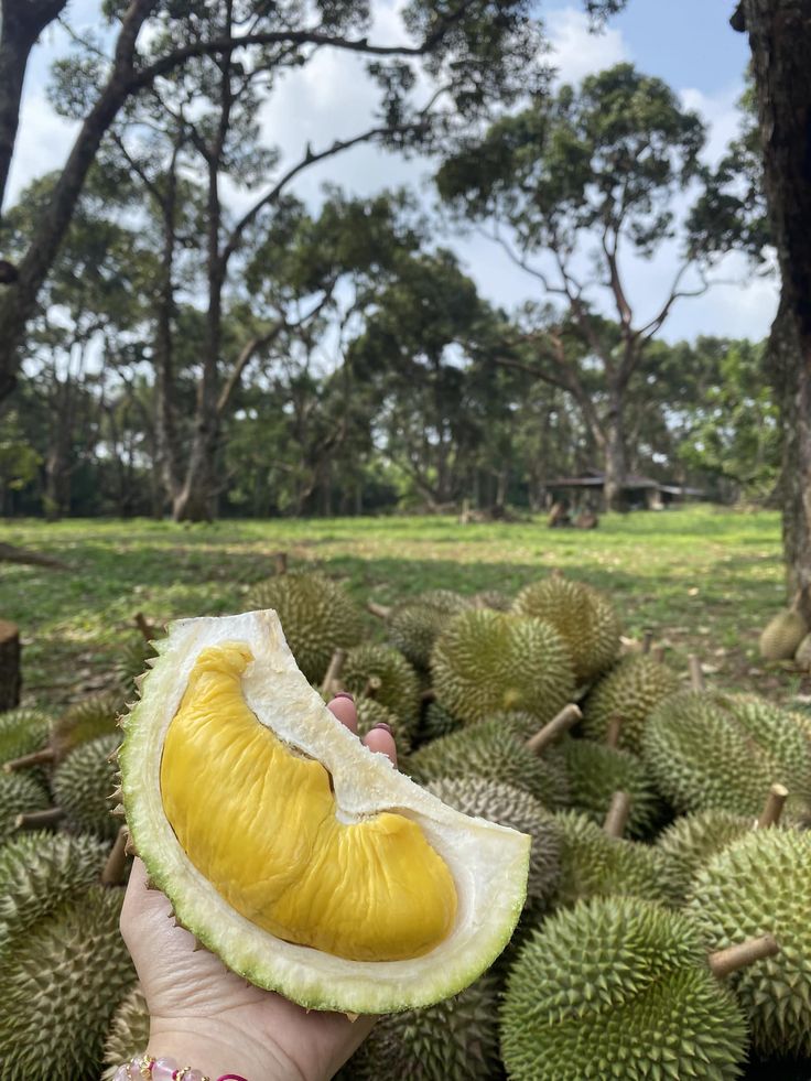 Sầu riêng Musang King ngon