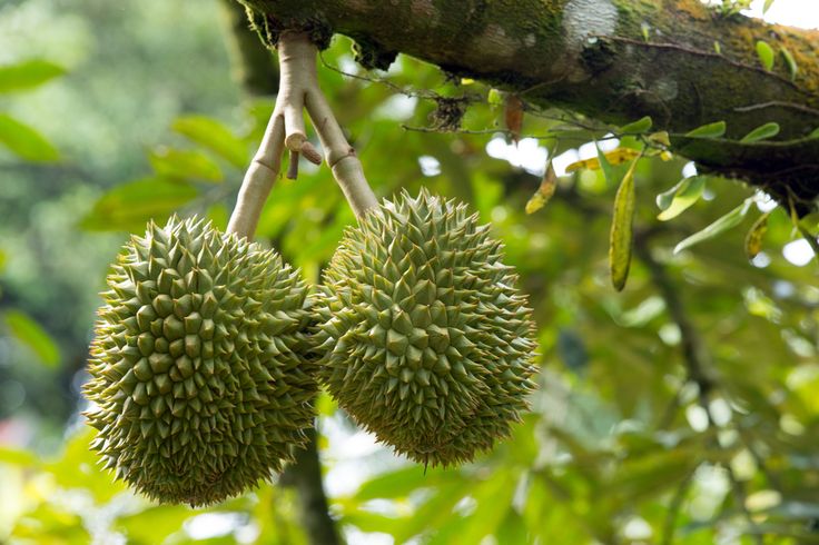 Sầu riêng Musang King vua sầu riêgn Malaysia