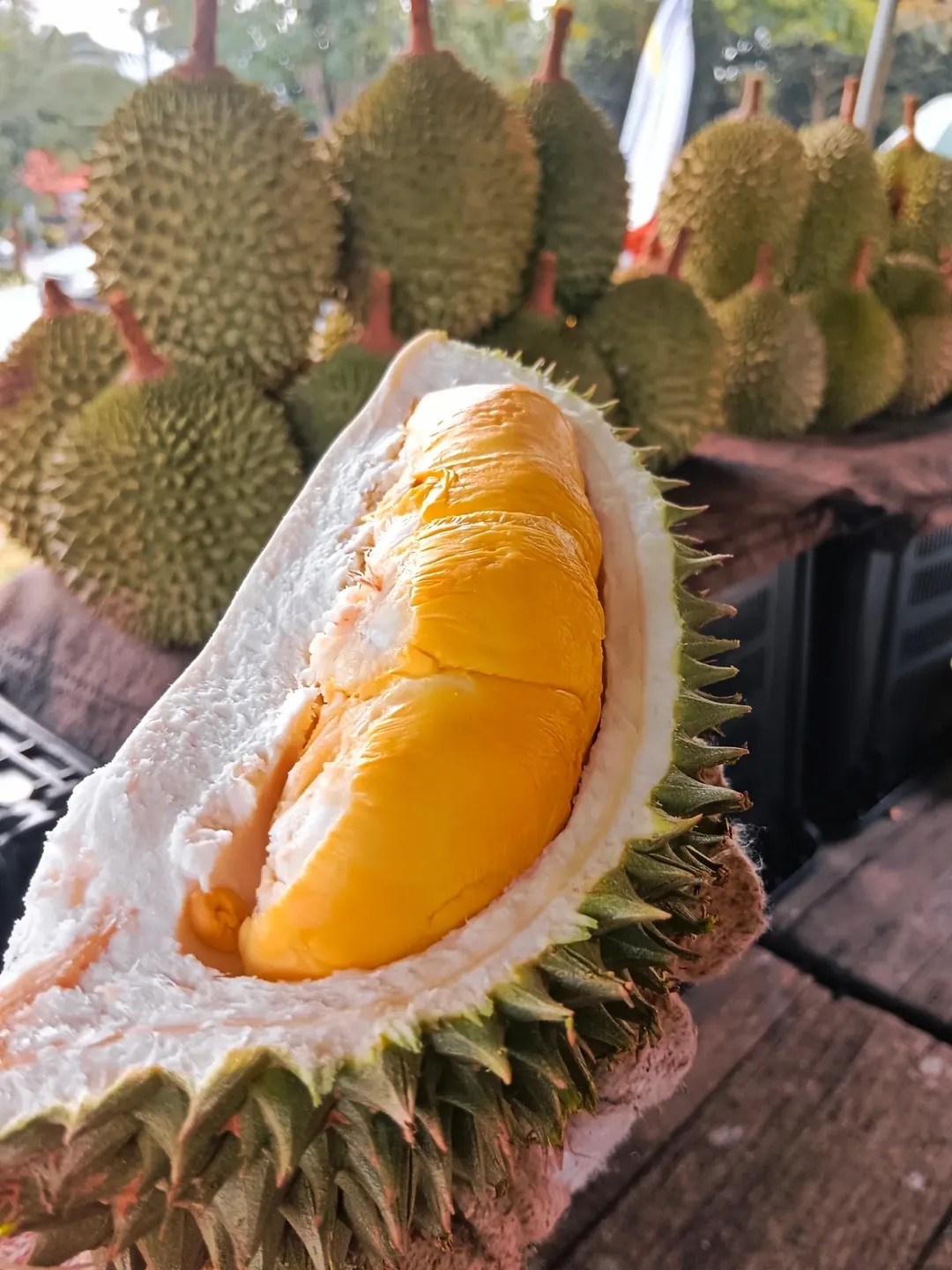Sầu riêng Musang King Malaysia – Đỉnh cao chất lượng từ vùng đất nhiệt đới