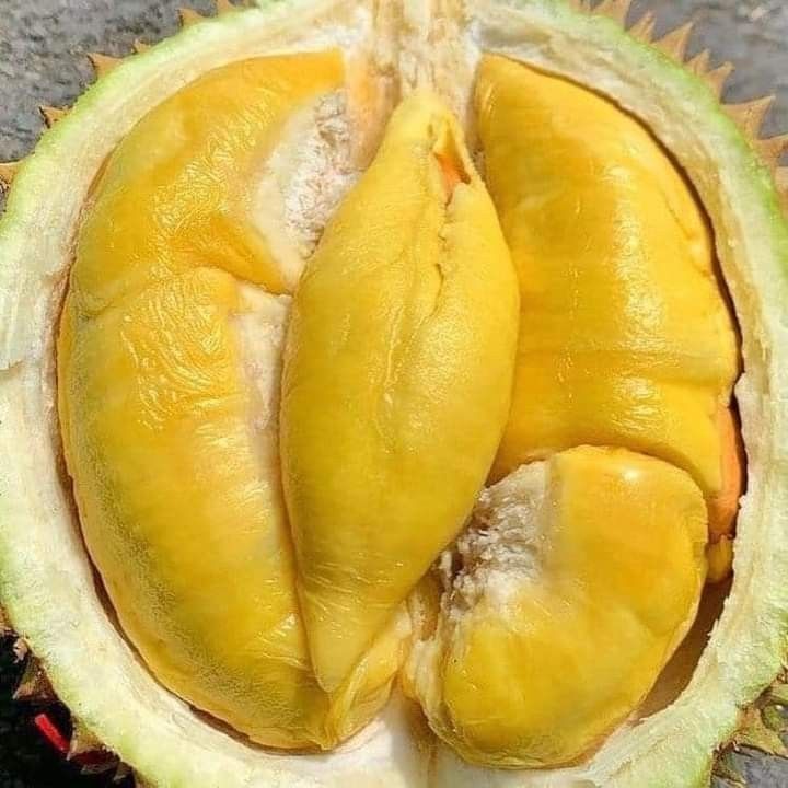 Sầu riêng Musang King chín cây có gì khác biệt? Cách phân biệt hàng thật – giả chuẩn nhất
