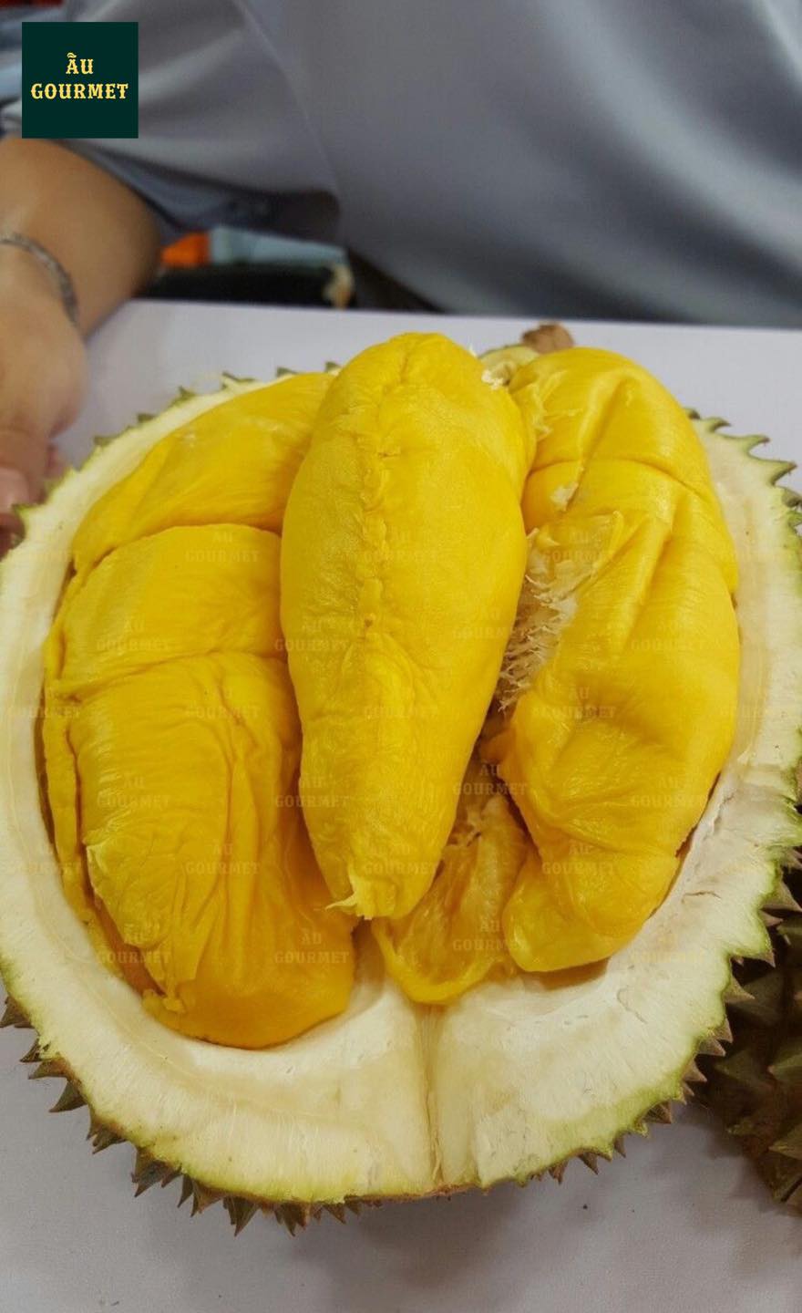 Mua sầu riêng Musang King chính hãng ở đâu? Hướng dẫn chọn và phân biệt hàng thật – giả